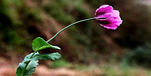 《数码宝贝世界：新秩序国际版》明年2月登陆Switch